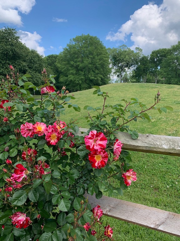 Plague Diary, April 27,&nbsp;2020