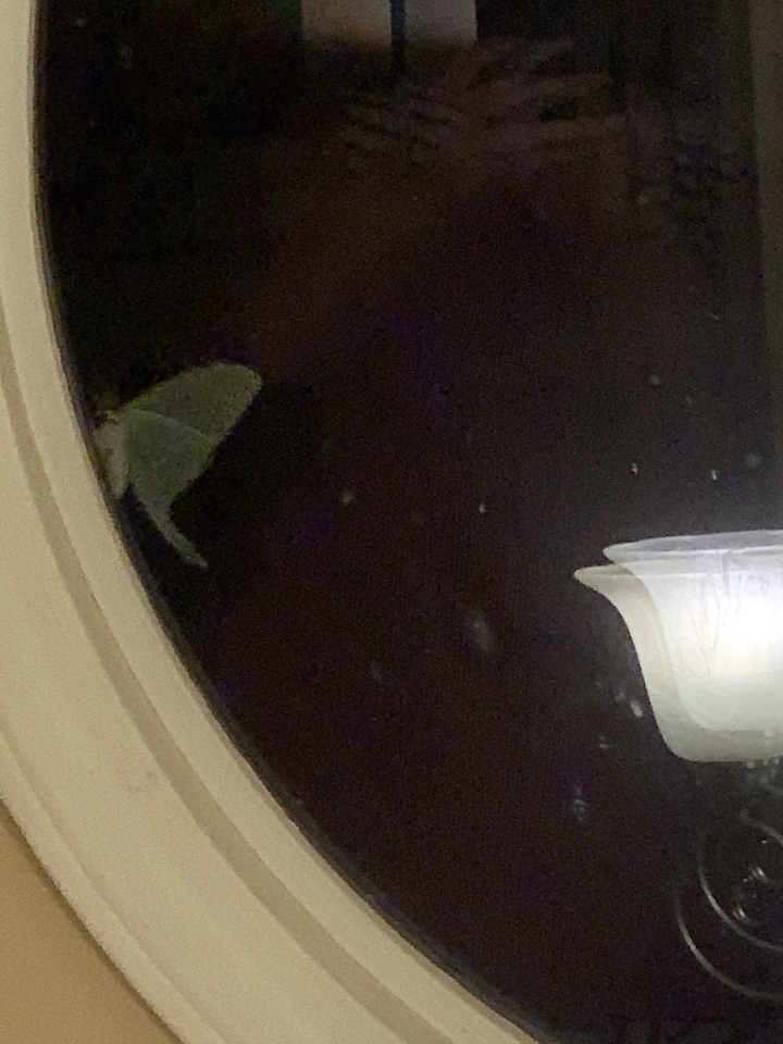 Plague Diary: August 13,&nbsp;2020