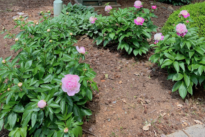 Plague Diary: September 18,&nbsp;2020