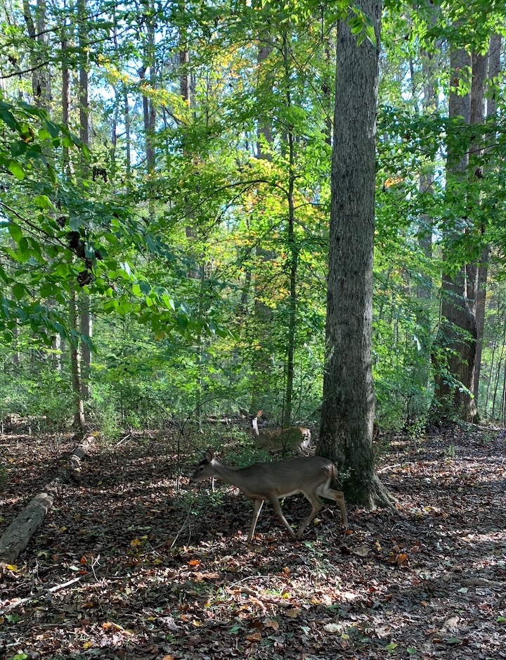 Plague Diary: November 2,&nbsp;2020