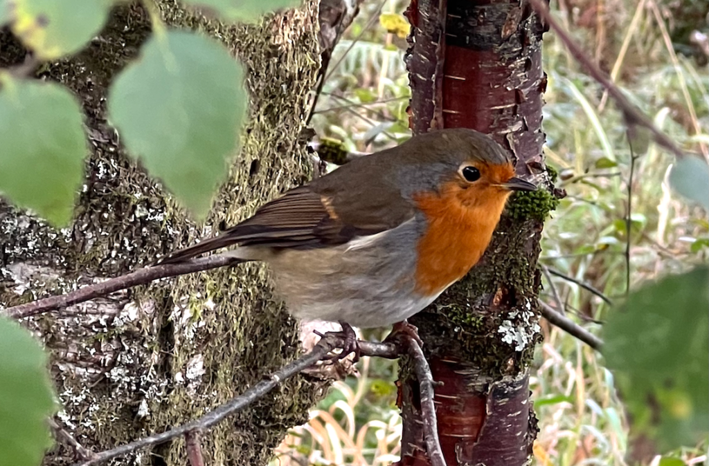 Storybook Forest Business&nbsp;Services